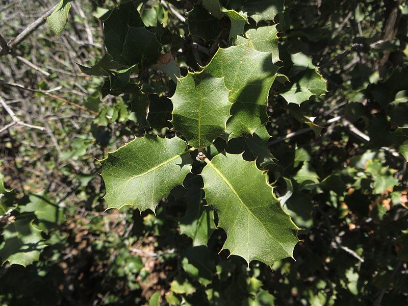 File:Quercus palmeri leaves.jpg