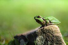 side view of bright green frog on a rock