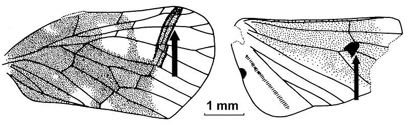 File:Rhotana formosana.jpg