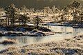 Riisa bog in Soomaa National Park