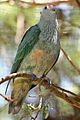 Rose-crowned fruit dove