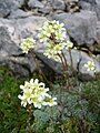 Encrusted saxifrage.