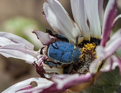 Scelophysa trimeni, by Julie Anne Workman