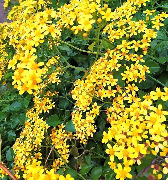 File:Senecio angulatus blooms.jpg