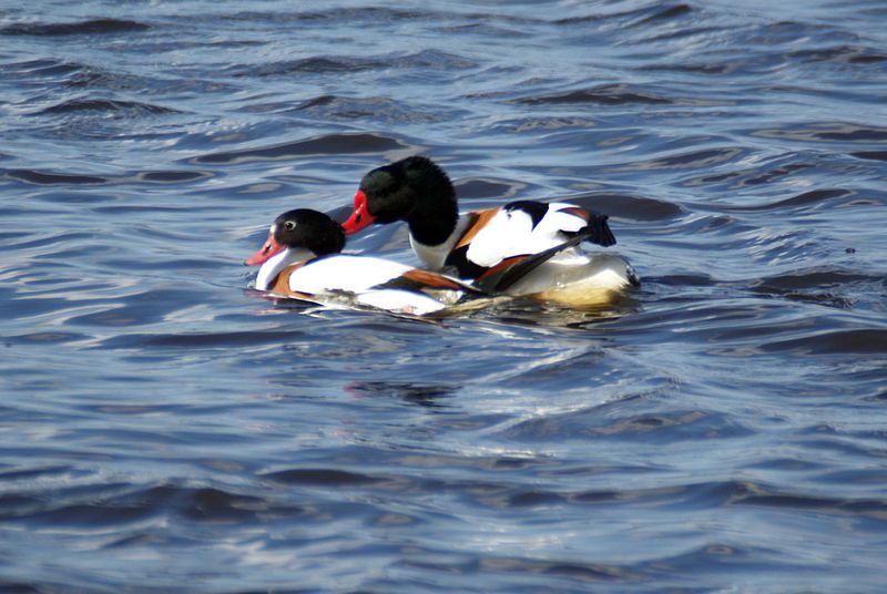 File:Shelduck mating.jpg