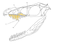 Here is a reconstruction of the skull of an early dromaeosaur Sinornithosaurus millenii. Based on the rare grooves on the teeth and possible soft tissue located above the teeth, this small but deadly raptor is hypothesized to have had a poisonous bite and is the first known venomous dinosaur. A: Venom Sacs B: Venom Duct C: Grooves in Teeth D:Maxillary Fang