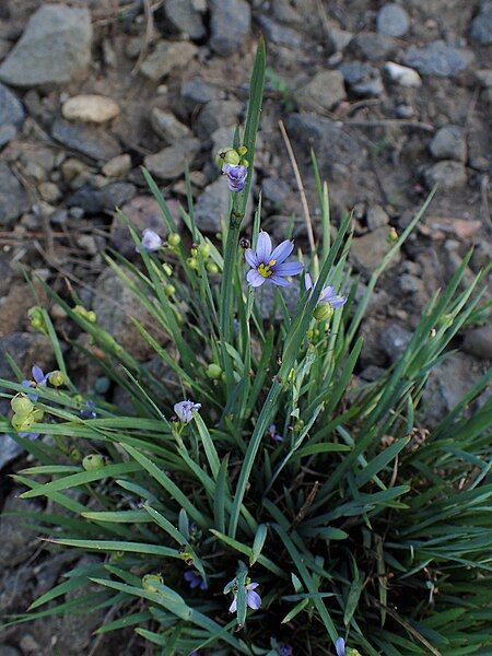 File:Sisyrinchium septentrionale kz01.jpg