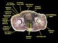 External iliac vein. Deep dissection. Serial cross section.