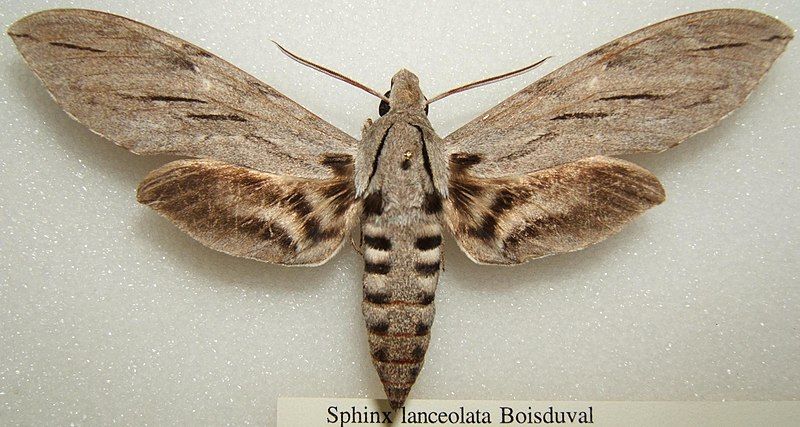 File:Sphinx lanceolata sjh.JPG