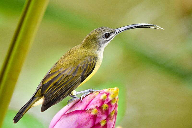 File:SpiderhunterSabah.jpg