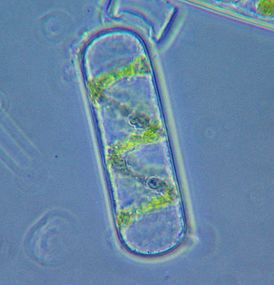 Figure 24. Spyrogira cell (detached from algal filament) under phase contrast