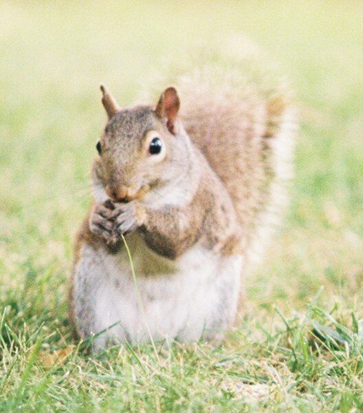 File:Squirrel005.jpg