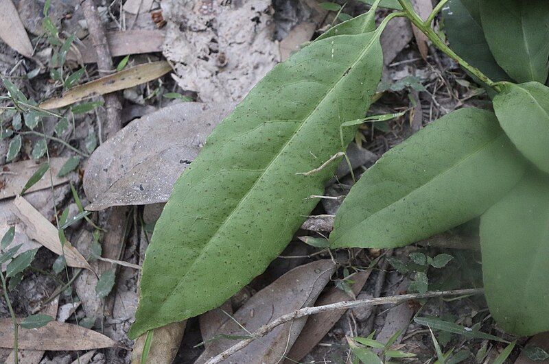 File:Symplocos stawellii leaf.jpg