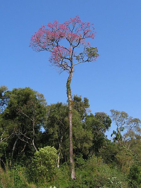 File:Tabebuia avellanedae.jpg