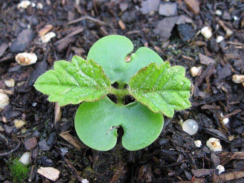 File:Tabebuia sprout.jpg