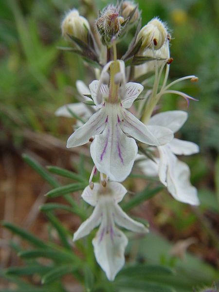 File:Teucrium fruticans.JPG