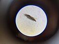 Thrips, Macro photo, in July on a garden desk