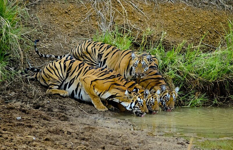 File:Tigers of Tadoba.jpg