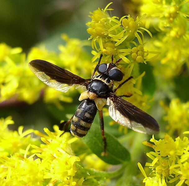 File:Trichopoda plumipes. goldenrod.jpg