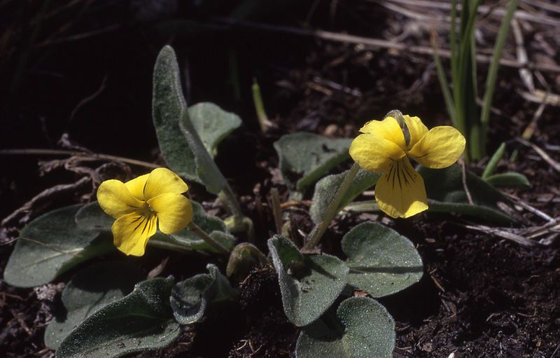 File:Viola vallicola.jpg