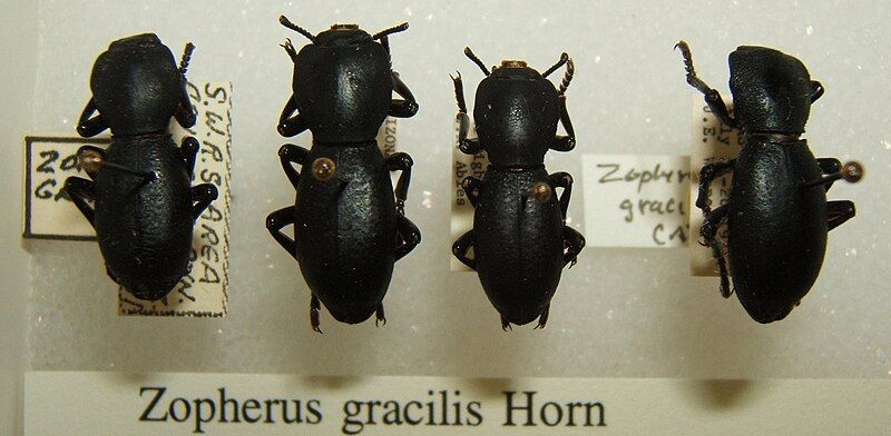 File:Zopherus gracilis sjh.jpg