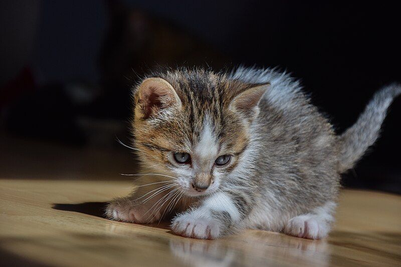 File:1-month-old kitten 45.jpg