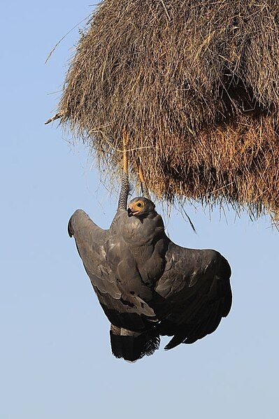 File:2012-African-Harrier Hawk.jpg