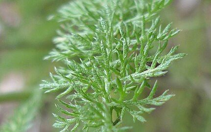 Close-up of leaf