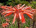 Aloe saponaria