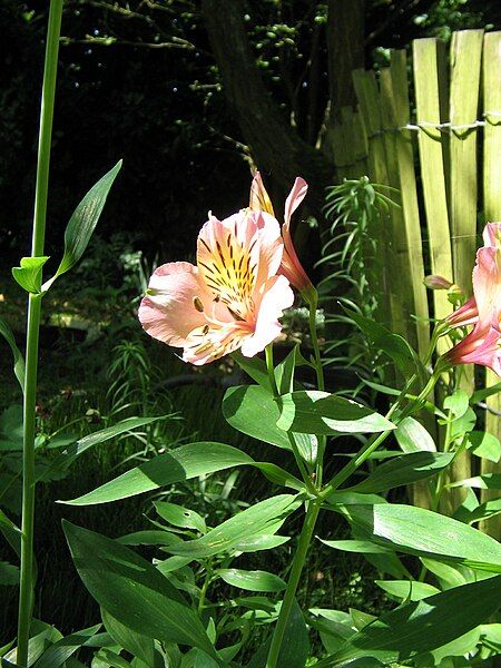 File:Alstroemeria cv03.jpg