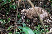 Brown mustelid in forest