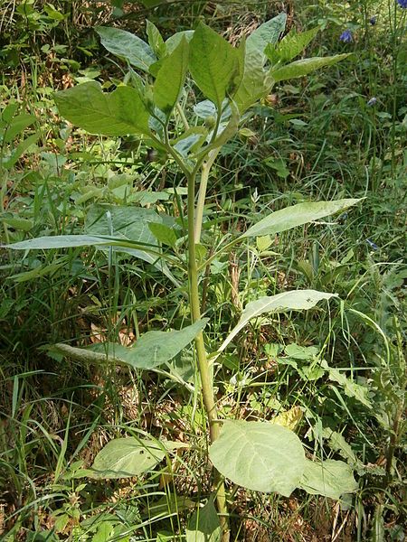 File:Atropa belladonna 01.JPG