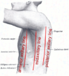 Axillary lines