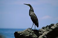 Heron or Belo - Considered a manifestation of the Fijian deity or kalou vu of the Navatu tribe Ramasilevu