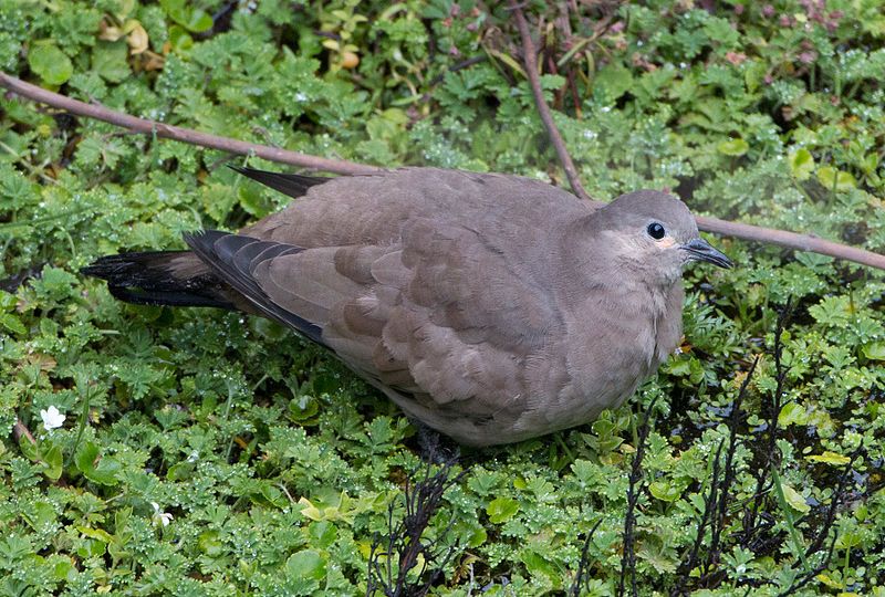 File:Black-winged ground dove.jpg