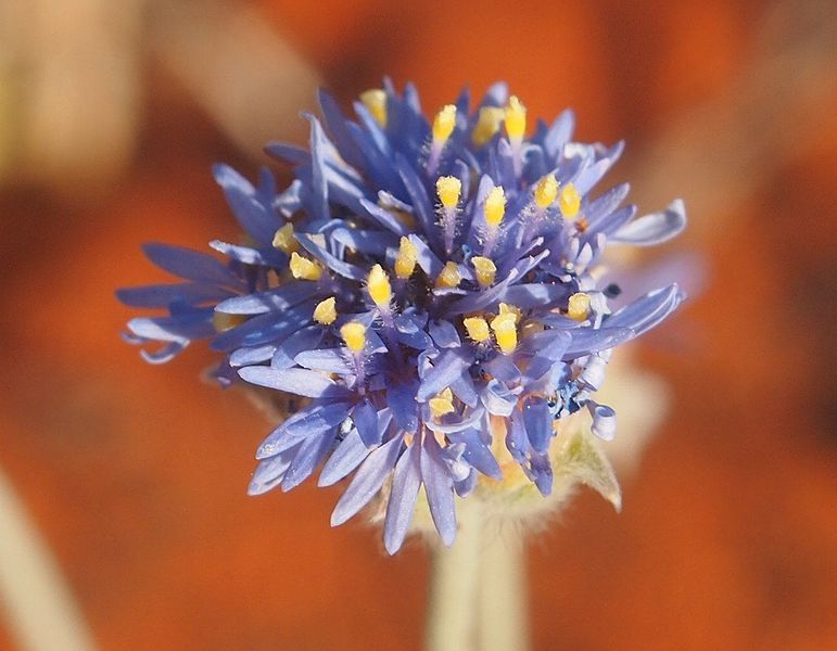 File:Brunonia flowers.jpg