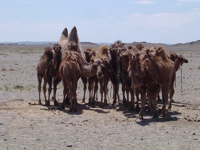 File:CamelMom.JPG