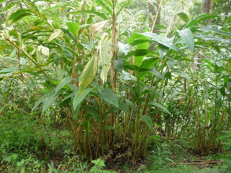 File:Cardamom plant.jpg