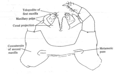 File:Centipede.tiff