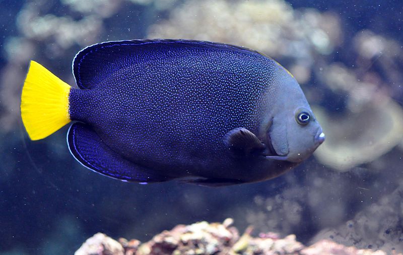 File:Chaetodontoplus caeruleopunctatus.jpg