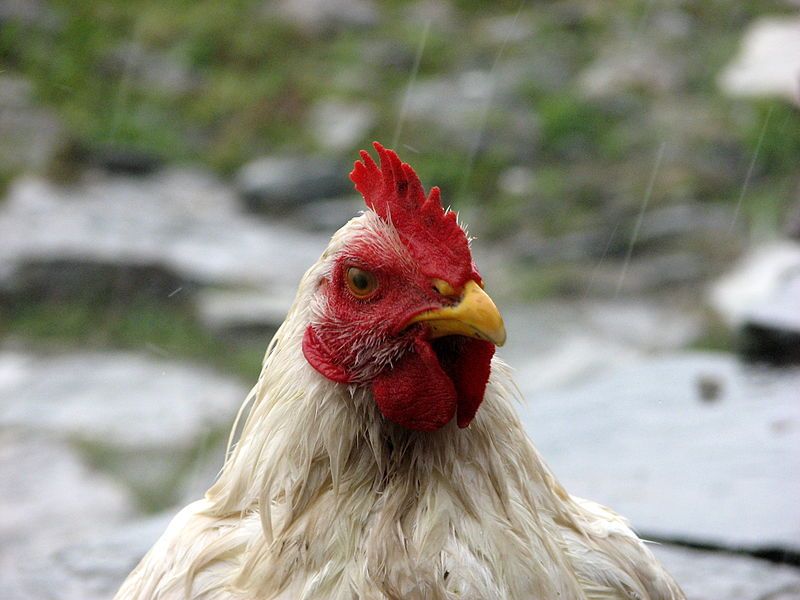 File:Chicken close up.jpg