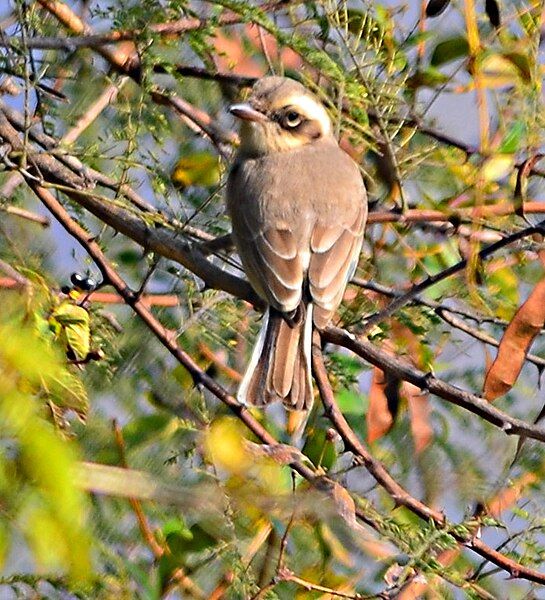 File:CommonWoodshrike.JPG