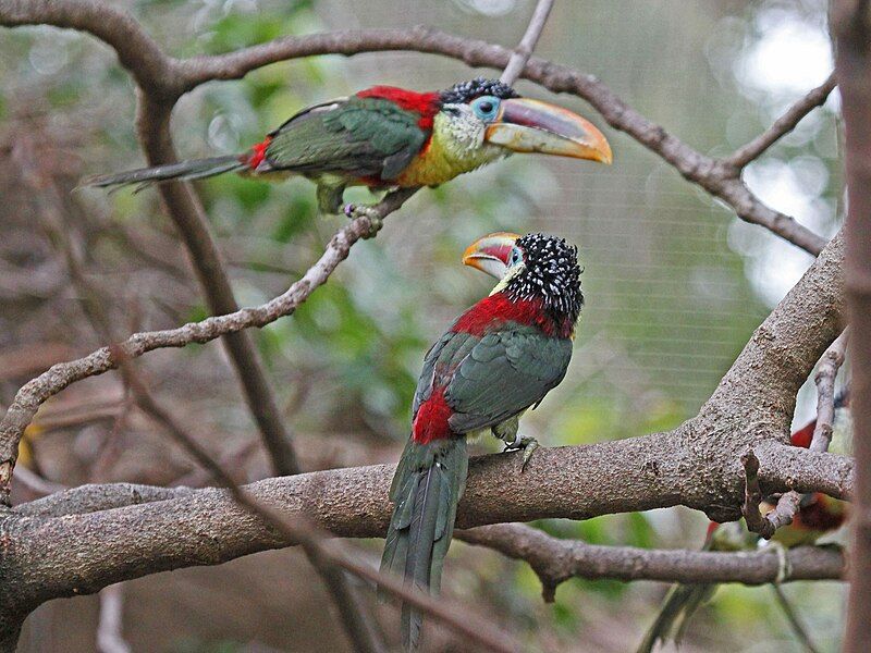 File:Curl-crested Aracari RWD3.jpg