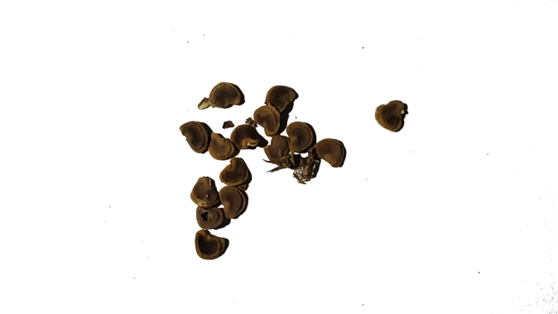 File:Datura wrightii seeds.png