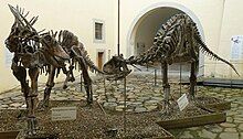 Skeletal casts of Amargasaurus and Carnotaurus