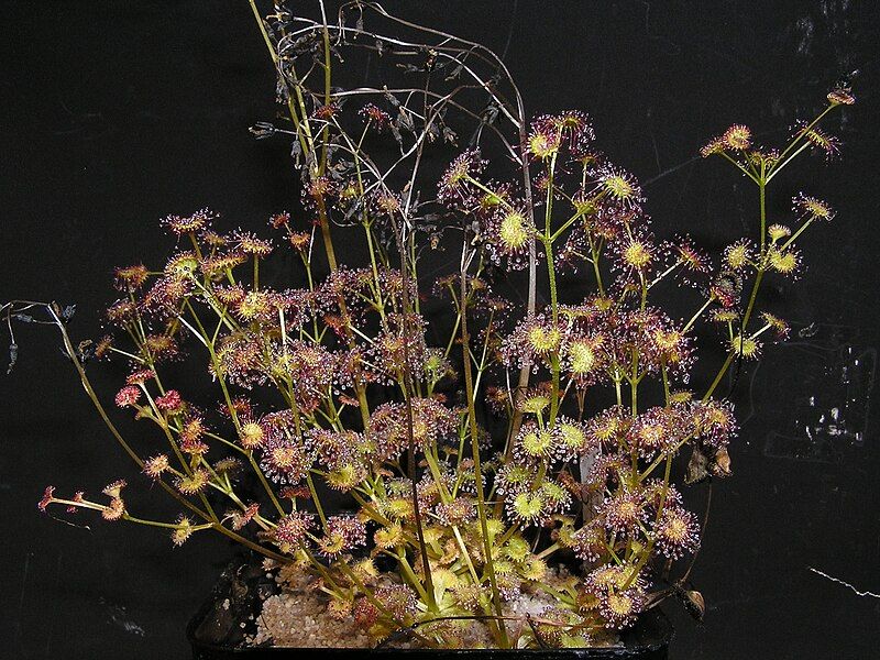 File:Drosera stolonifera Darwiniana.jpg