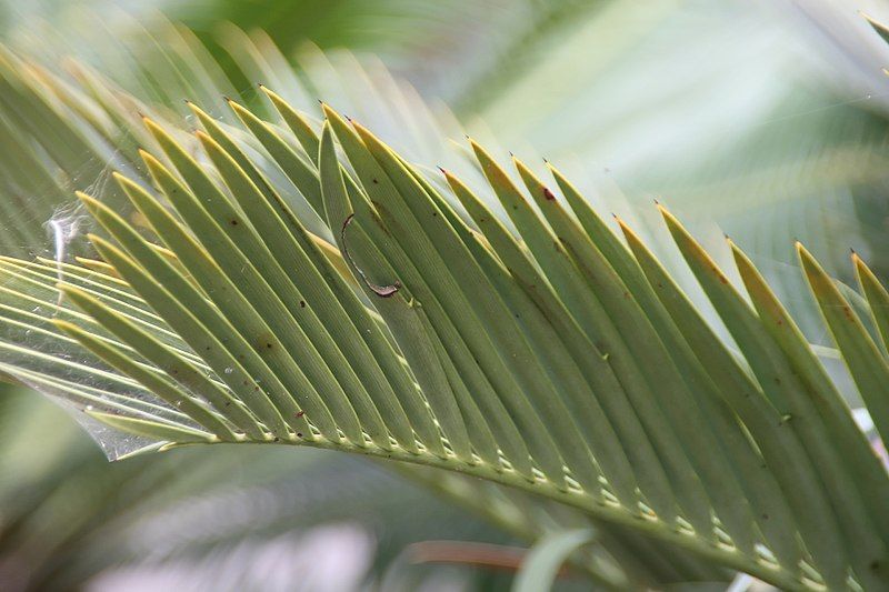 File:Encephalartos princeps 2zz.jpg