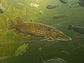 Native fish had no defense against the introduced, aggressive pike