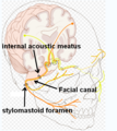 Facial canal. Attribution 2.5 Generic licensing, attributed to Patrick J. Lynch and Mikael Häggström