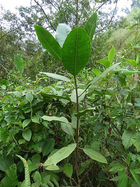 File:Ficus tonduzii.jpg